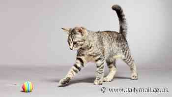 It's not just dogs! 40% of CATS also like to play fetch, study finds