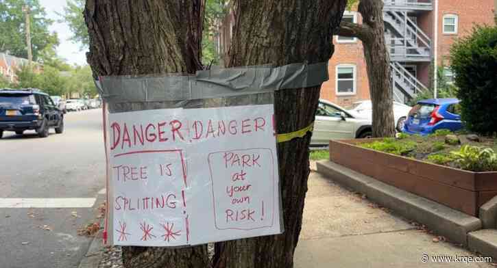 'Stumped': Man turns to duct tape to keep split tree from falling while waiting on city