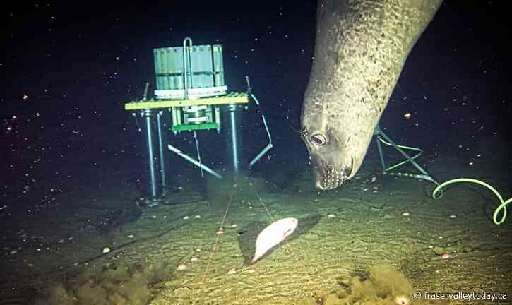 Elephant seals used researchers’ deep sea sonar equipment as ‘dinner bell’