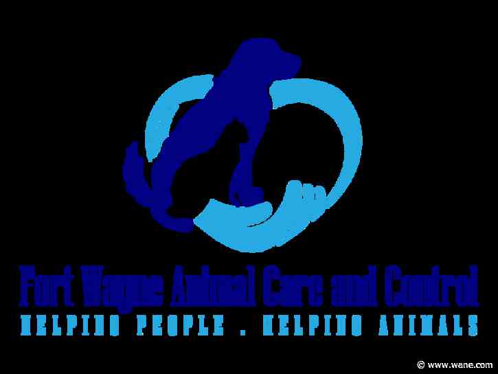 Fort Wayne Animal Care & Control offers 50% off sale on some dogs until Saturday