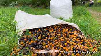 New protections in effect for agriculture, including Florida native saw palmetto berry
