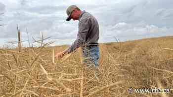 Farmers react to 'devastating news' of China targeting Canadian canola with trade investigation