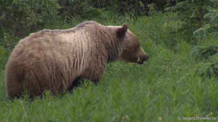 Fish and Wildlife look for aggressive grizzly in Madden, Alta., area