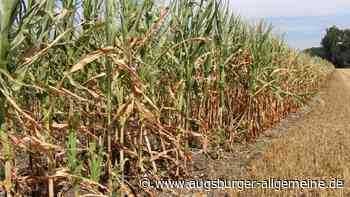 Wächst in Zukunft Hirse statt Mais im Augsburger Land?