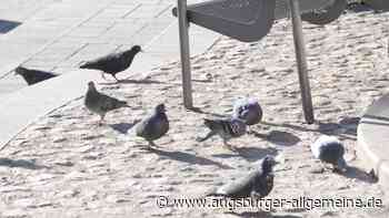 Stadt Landsberg stoppt Fütterung mit Taubenpille