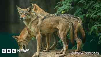 The child-killing wolves sparking panic in India