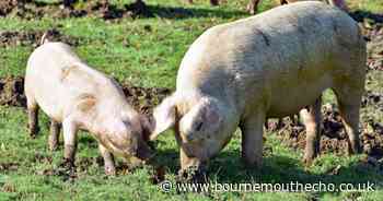 Hundreds of pigs to hoover up acorns in New Forest this month