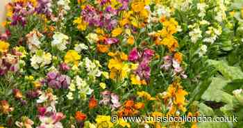 Save £10 and give your garden ‘flower power’ from now until Spring