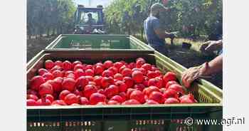 Vroege granaatappeloogst in Apulië