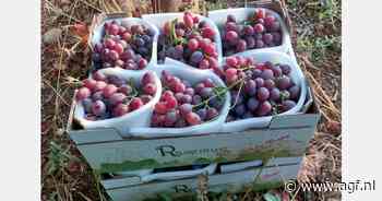 Opnieuw goed jaar voor Italiaanse druiven met pit