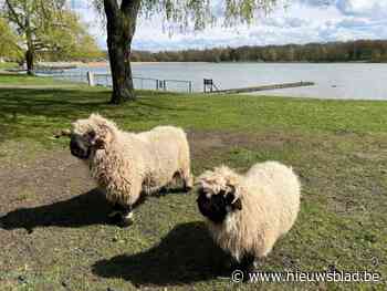 Rammen in De Ster overleden aan blauwtong