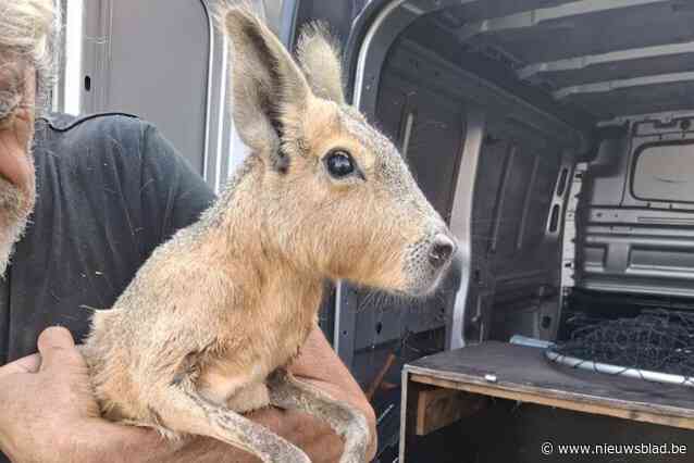 Bijzondere haas ontsnapt maar kan dankzij ARS weer veilig bij baasje komen