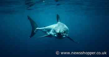 Scientists hunting 'the great white shark heard around the world' in UK waters