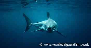 Scientists hunting 'the great white shark heard around the world' in UK waters