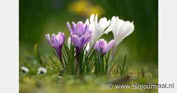 In Vondelpark gaan 10.000 bio-bloembollen de grond in