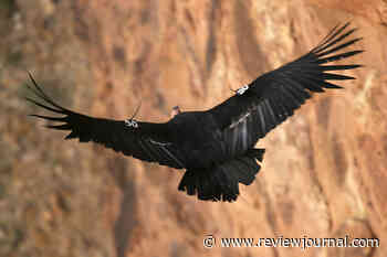 Critically endangered California condor shot and killed in Colorado