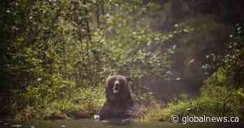 Recent grizzly bear attack in Alberta linked to fatal incident 3 years ago