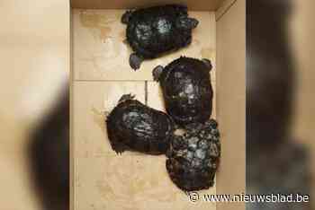 Politie neemt twaalf schildpadden in beslag in Hoboken: “Dieren leefden in erbarmelijke omstandigheden”