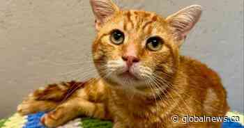 Cat loses leg after being found with buckshot wound in Ontario