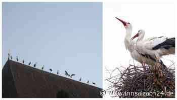 Majestätische Störche im Anflug: Warum der Chiemgau sie magisch anzieht