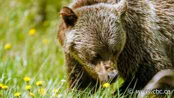 Weekend grizzly attack in Alberta linked to fatal attack three years ago