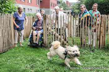 Hondenweide ontmoetingsplek voor bewoners wzc Aalm Cuypers  en dierenliefhebbers