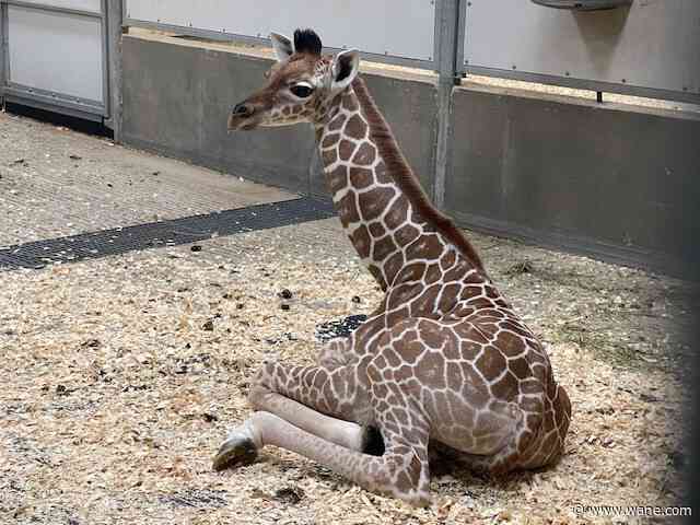LOOK: Baby giraffe born at Fort Wayne Children's Zoo