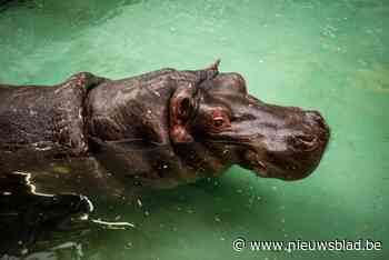 Zoo Antwerpen laat nijlpaard Hermien inslapen, dochter Imani verhuist naar Ierland: “We kunnen haar niet langer laten afzien”