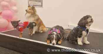 Dog auditions take place for Legally Blonde show at Dartford theatre