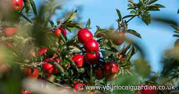 Stunning Instagram-famous apple orchard near London set to open