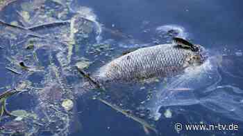 Mysteriöse Umweltkatastrophe: Hunderte tote Fische werden in Türkei an Küste geschwemmt