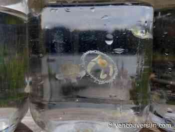 Warming climate likely increasing blooms of invasive freshwater jellyfish in B.C.