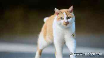 Katze begleitet Opa auf täglichem Spaziergang: „Das ist zu süß“
