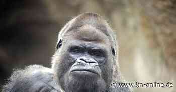 Rostock: Gorilla-Männchen Gorgo eingeschläfert – bekannt aus McDonald's-Werbung