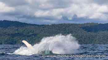 Extrem seltener Wal im Südpazifik: Taucher kann Wunder der Natur mit Kamera festhalten