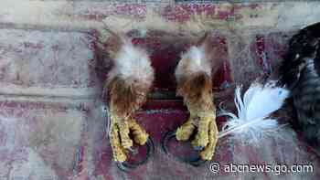 Wildlife trafficking ring killed at least 118 eagles, prosecutors say