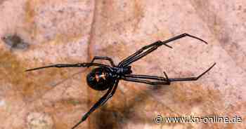 Bremerhaven: Schwarze Witwen an Bord von Frachtschiff – langer Stopp wegen Giftspinnen