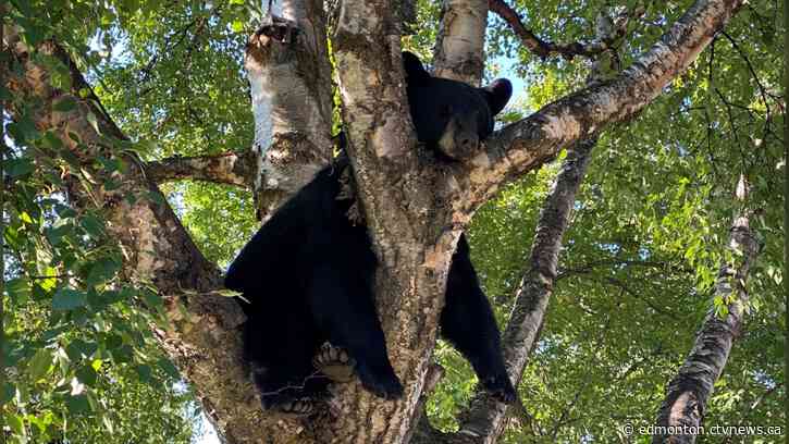 Jasper residents warned about black bears spending time in townsite