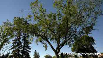 Dutch elm disease cases grow in Saskatoon