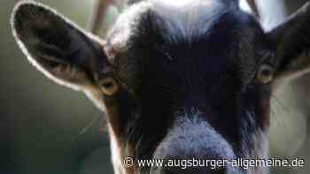 Tierisch gute Ausflüge im Landkreis Landsberg