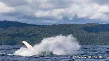 Begegnung mit besonderem Wal: Taucher fotografiert seltenes Naturphänomen