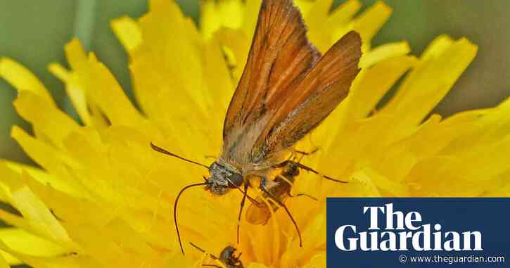 Country diary: The silver lining to Dr Beeching’s axe | Phil Gates