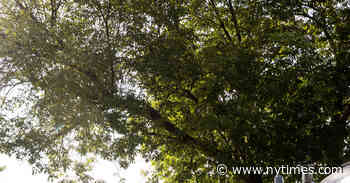 He Quit His Job and Bought a Trailer for a Nomadic Life