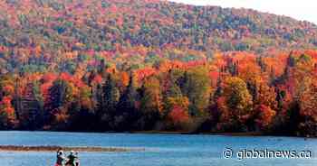 Ontario may see earlier leaf colour change after wettest summer on record