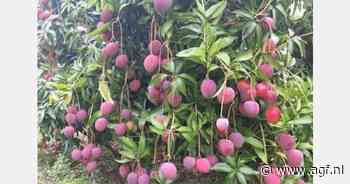 Overvloedige Egyptische mango-oogst