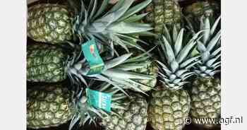 Kleinere ananassen uit Ivoorkust
