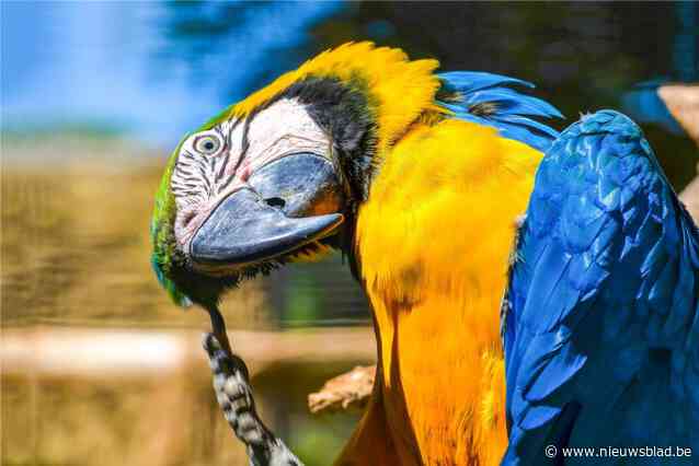 Jager die ara doodschoot na bijna zes jaar procederen veroordeeld: “Eindelijk gerechtigheid voor Rambo”
