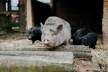 Forrest & Friends geeft 700ste dier nieuwe thuis: “Optimale werking dankzij vrijwilligers”