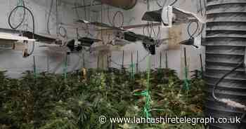 Police seize three story cannabis grow in Burnley