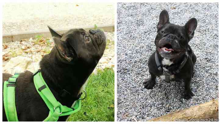 Hundebub Zinsai springt und hüpft - in dein Herz? Er wurde „angeblich aus Zeitgründen“ abgegeben